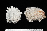 藏品(菊花偏口蛤)的圖片