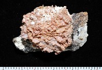 藏品(寶石偏口蛤)的圖片