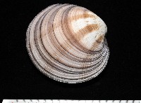 藏品(鉛球簾蛤)的圖片