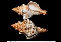 藏品(大赤旋螺)的圖片