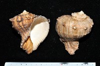 藏品(白皺岩螺)的圖片