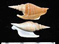 藏品(金斧鳳凰螺)的圖片