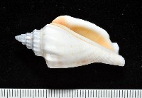 藏品(黑嘴鳳凰螺)的圖片