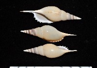 藏品(馬丁長鼻螺)的圖片