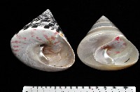 藏品(馬蹄鐘螺(牛蹄鐘螺))的圖片