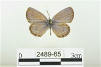 藏品(高雄綺灰蝶)的圖片