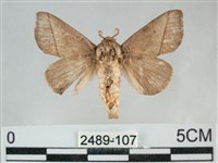 藏品(扁刺蛾)的圖片