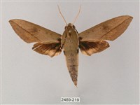 藏品(藏斜紋天蛾)的圖片