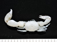 藏品(美麗多指瓷蟹)的圖片