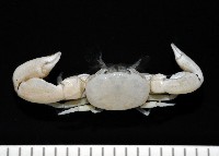 藏品(美麗多指瓷蟹)的圖片