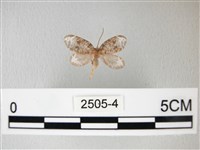 藏品(臺灣卵翅蛾)的圖片