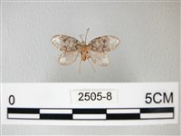 藏品(臺灣卵翅蛾)的圖片