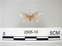 藏品(臺灣卵翅蛾)的圖片