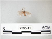 藏品(臺灣卵翅蛾)的圖片