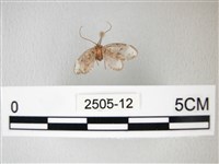 藏品(臺灣卵翅蛾)的圖片