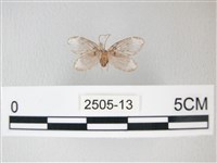 藏品(臺灣卵翅蛾)的圖片
