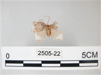 藏品(臺灣卵翅蛾)的圖片