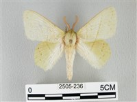 藏品(青枯葉蛾)的圖片