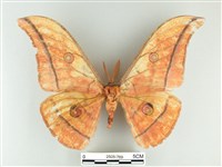 藏品(大透目天蠶蛾)的圖片