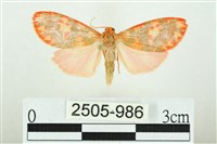 藏品(三色豔苔蛾)的圖片