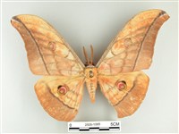 藏品(大透目天蠶蛾)的圖片