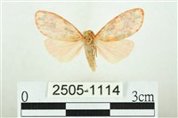 藏品(三色豔苔蛾)的圖片