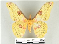 藏品(黃豹天蠶蛾)的圖片
