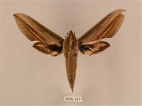 藏品(棕綠背線天蛾)的圖片