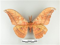 藏品(大透目天蠶蛾)的圖片