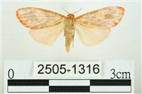 藏品(三色豔苔蛾)的圖片