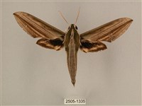 藏品(棕綠背線天蛾)的圖片