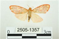 藏品(三色豔苔蛾)的圖片