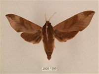 藏品(背中白天蛾)的圖片