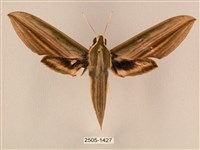 藏品(棕綠背線天蛾)的圖片