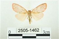 藏品(三色豔苔蛾)的圖片