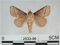 藏品(扁刺蛾)的圖片