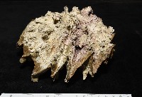 藏品(鋸齒牡蠣)的圖片
