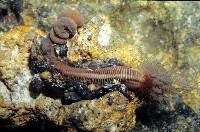 藏品(龍洞乳蟄蟲)的圖片