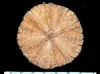 藏品(裸軟海膽)的圖片