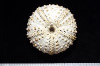 藏品(沙氏(藍環)冠海膽)的圖片