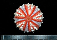 藏品(浪腔海膽(波紋腔海膽))的圖片