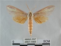 藏品(雙黃條天蛾)的圖片