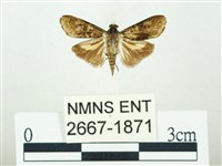 藏品(叉紋閃舞蛾)的圖片