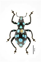 藏品(大圓斑球背象鼻蟲)的圖片