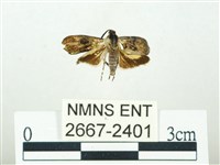 藏品(叉紋閃舞蛾)的圖片