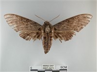 藏品(霜天蛾)的圖片