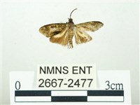 藏品(叉紋閃舞蛾)的圖片