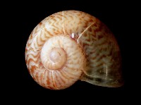 藏品(姬臺灣山蝸牛)的圖片