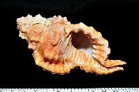 藏品(大象法螺)的圖片