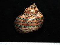 藏品(貓眼蠑螺)的圖片